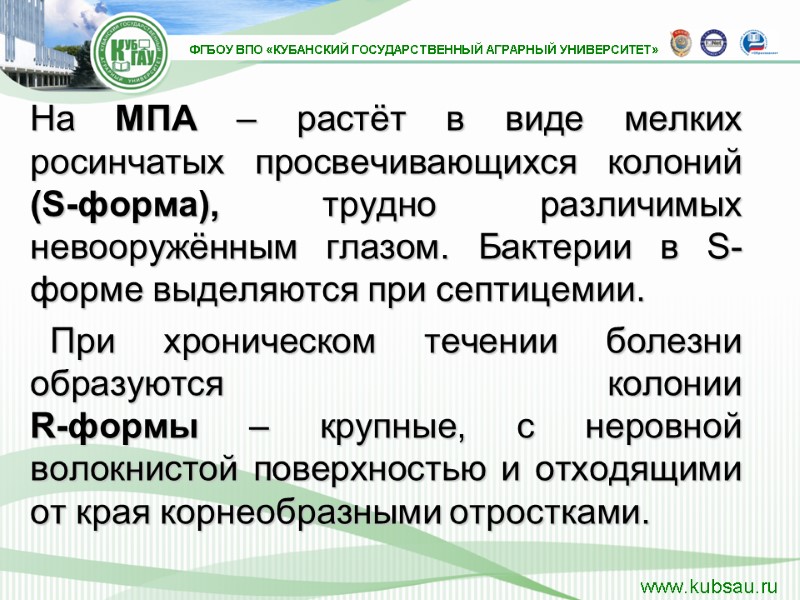 На МПА – растёт в виде мелких росинчатых просвечивающихся колоний (S-форма), трудно различимых невооружённым